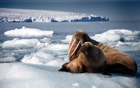 Walrus mother and pup resting on iceberg, Svalbard, Arctic - Credit:  Rachel Butler