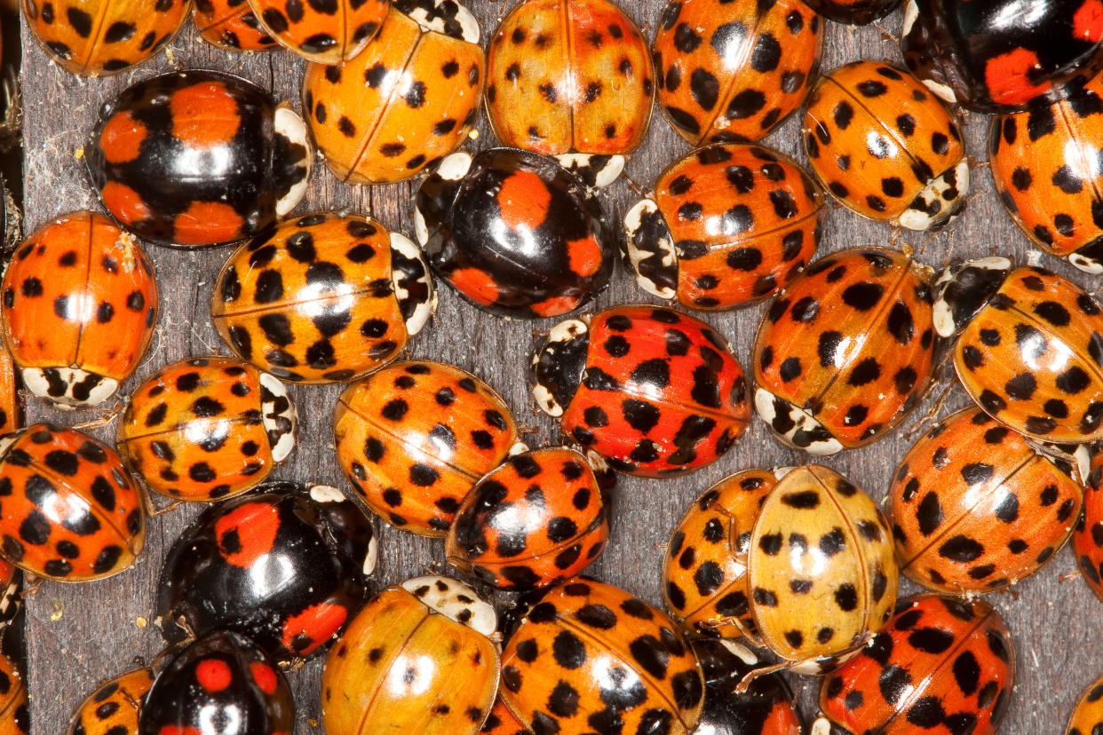 Harlequin ladybirds