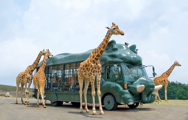 ▲九州自然野生動物園，可乘坐叢林巴士餵食獅子大象等。（圖/鳳凰旅遊）