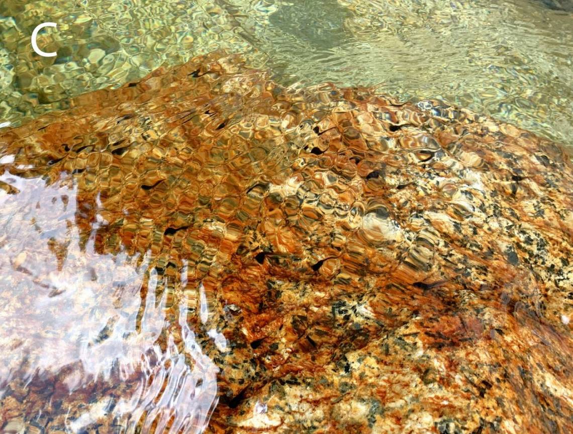 A stream with Mesilau stream toad, or Ansonia guibei, tadpoles. Photo from Evan Quah via Quah, Imbun and Yek (2024)