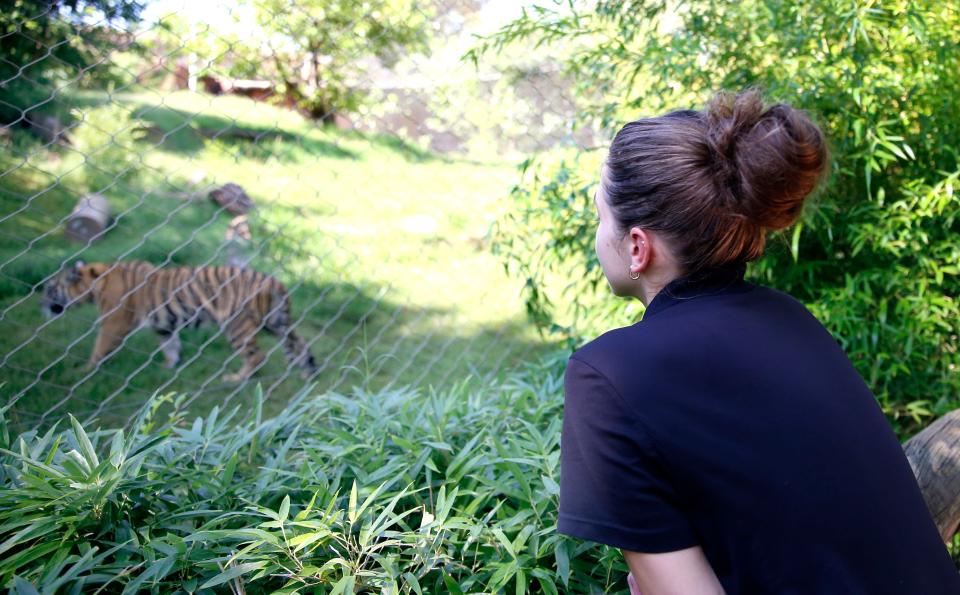 Kyla Flatley, carnivore caretaker, watches the tigers play with enrichment treats July 12 at the Oklahoma City Zoo and Botanical Gardens.