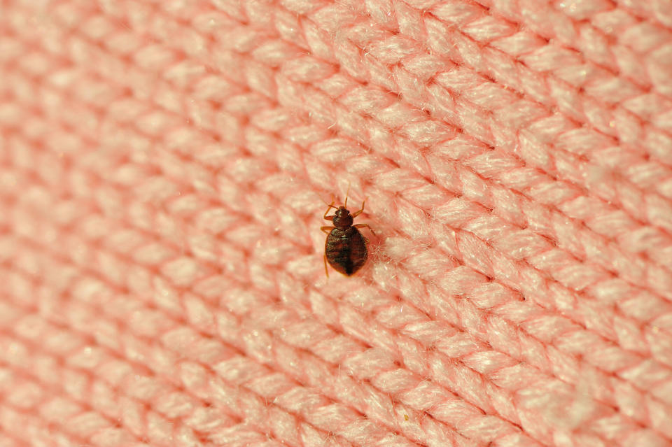 Bedbug on a bed. (Getty Images)