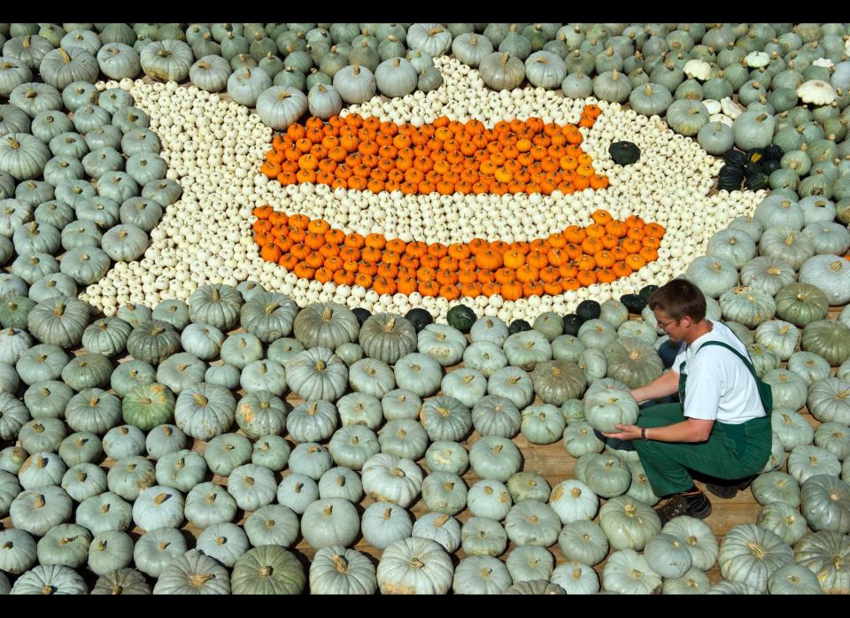 An employee arranges pumpkins to form a fish at the pumkin exhibition of the asparagus and experience farm Buschmann and Winkelmann in Klaistow near Beelitz, northeastern Germany on August 31, 2011. The exhibition will start on September 1 , 2011, with over 100,000 pumkins in 400 different varieties.