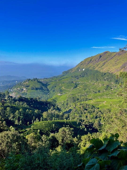 A green vista with mountains in the distance and clear, blue sky above in Munnar, India.