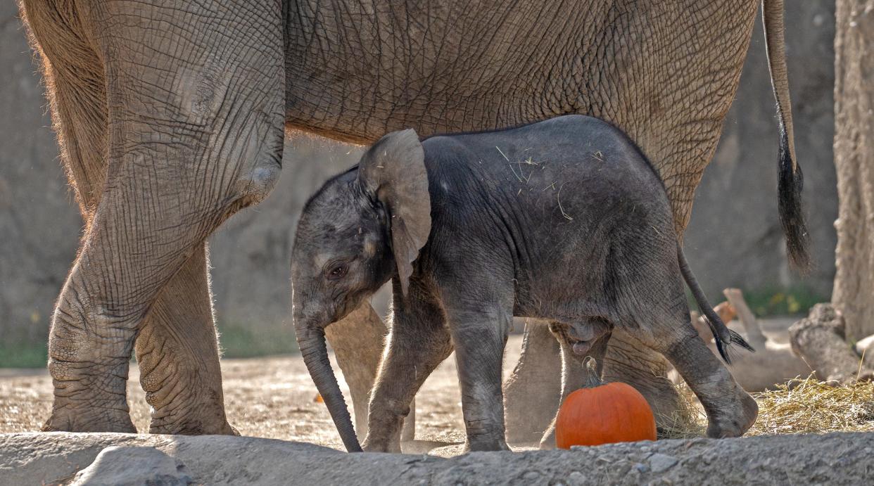 First-time mother, seventeen year old African elephant Zaraha comes out with her one-month-old male elephant calf Wednesday, Oct. 4, 2023 at the Indianapolis Zoo. The birth of this calf is the first elephant in the world (African or Asian) to be born through artificial insemination to a mother who was also born through the same procedure. (Credit: Kelly Wilkinson/IndyStar)