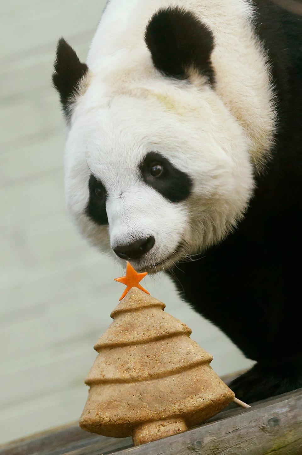 Tian Tian with a special Christmas cake in the shape of a Christmas tree at Edinburgh Zoo (Danny Lawson/PA) (PA Archive)