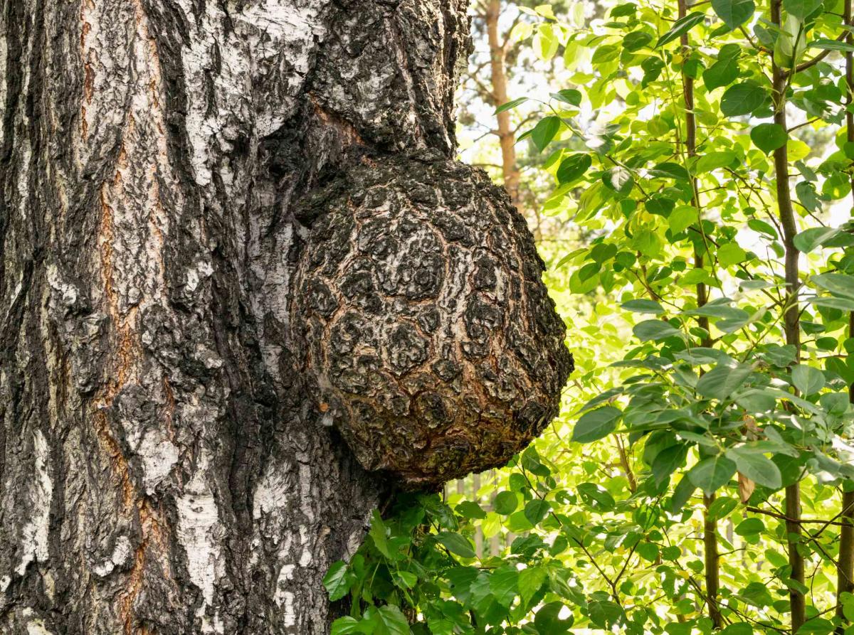 What Are Tree Burls and How Do They Happen?