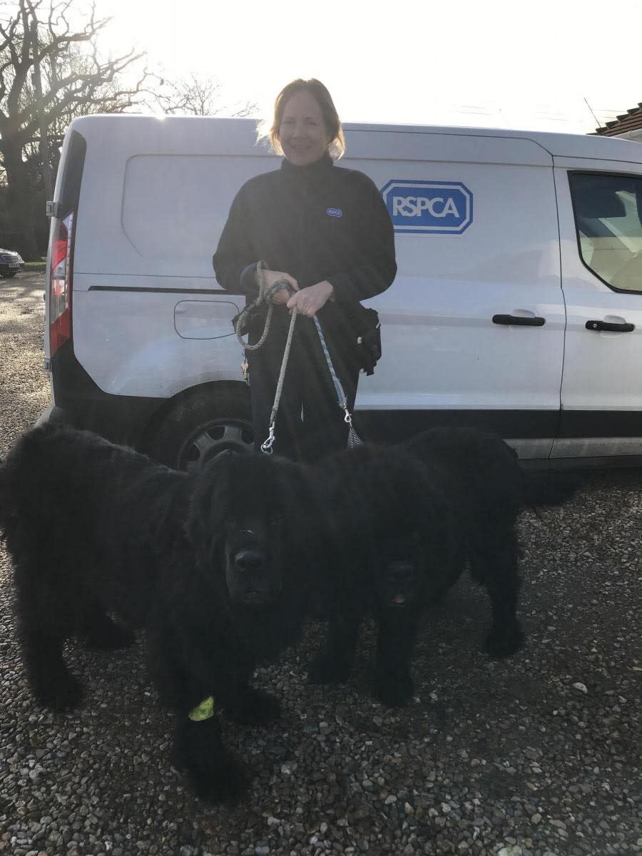 Inspector Hannah Nixon with two of the rescued Newfoundlands (RSPCA)