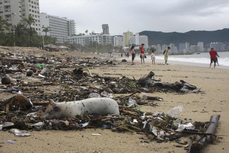 A dead pig lies among debris on a beach in Acapulco September 17, 2013. Stranded tourists salvaged belongings from submerged cars in the Mexican beach resort of Acapulco which had become a floodplain on Tuesday after some of the worst storm damage in decades killed more than 50 people across the country. A three day downpour cut off several roads in Acapulco, wrecking cars and restricting the delivery of supplies to the Pacific port city of 750,000 people where the tourist trade has suffered in recent years from a surge in drug gang violence. REUTERS/Jacobo Garcia