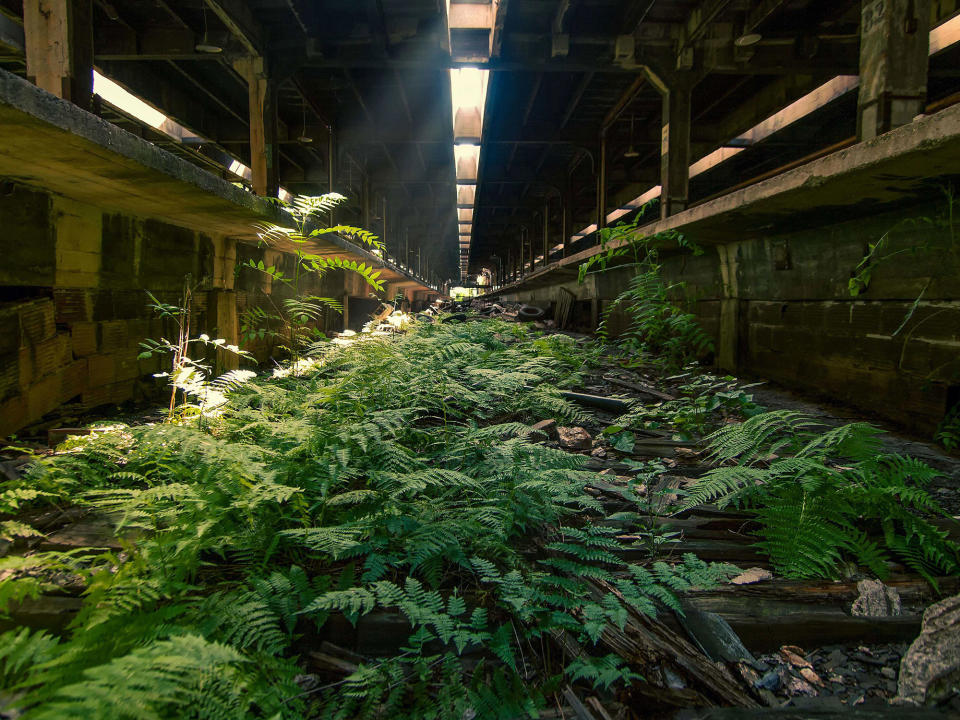 <p>Abandoned overgrown train tracks in New York. (Photo:Johnny Joo/Caters News) </p>