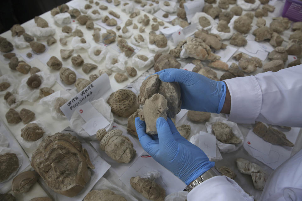 In this Saturday, Aug. 17, 2019 photo, conservator Sherazuddin Saifi, works on pieces of a small statue damaged by the Taliban because they were judged to be against Islam, at the National Museum of Afghanistan, in Kabul, Afghanistan. Saifi remembers the day the Taliban arrived at the national museum in 2001, a period of cultural rampage in which the world’s largest standing Buddha statues in Bamyan province were dynamited, to global horror. (AP Photo/Rafiq Maqbool)