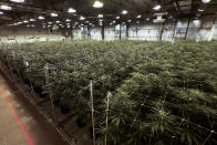 FILE - Cannabis plants grow at a True North Collective growing facility in Jackson, Mich. Voters in five states are deciding on Election Day whether to approve recreational marijuana. The proposals going before voters in Arkansas, Maryland, Missouri, North Dakota and South Dakota on Tuesday could signal a major shift toward legalization in even the most conservative parts of the country. (AP Photo/Paul Sancya, File)