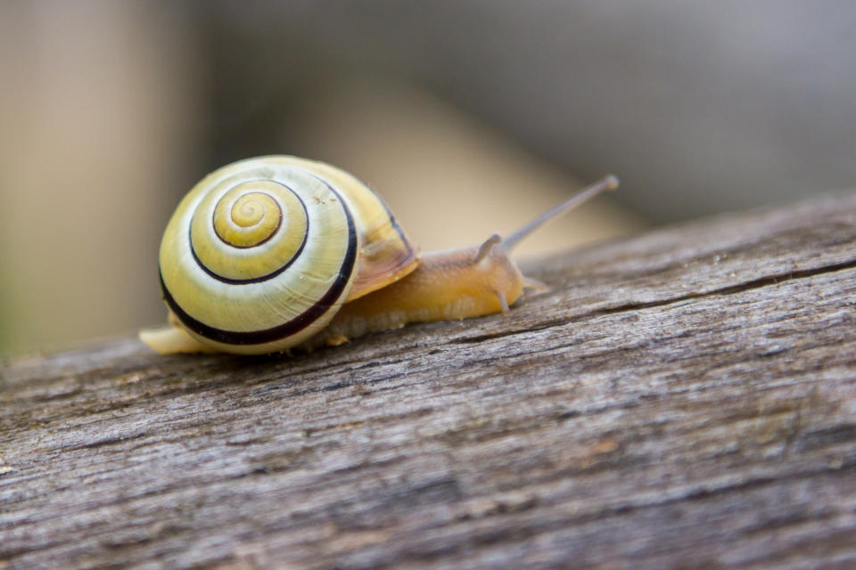 snail crawling on a tree close up