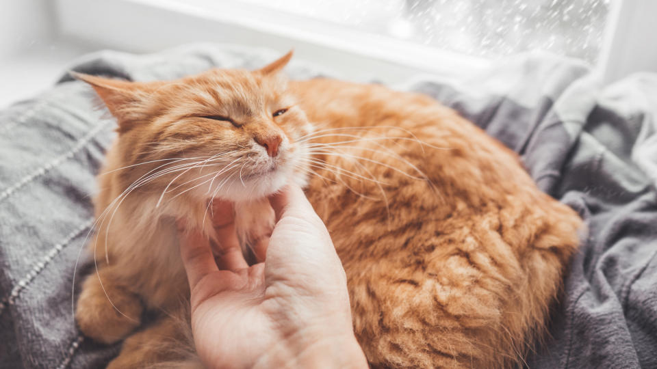 Cat looking content as human rubs under it's chin