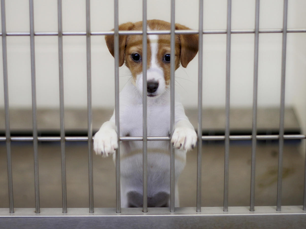 The sale of puppies under eight weeks old was also banned as part of the measure: Getty