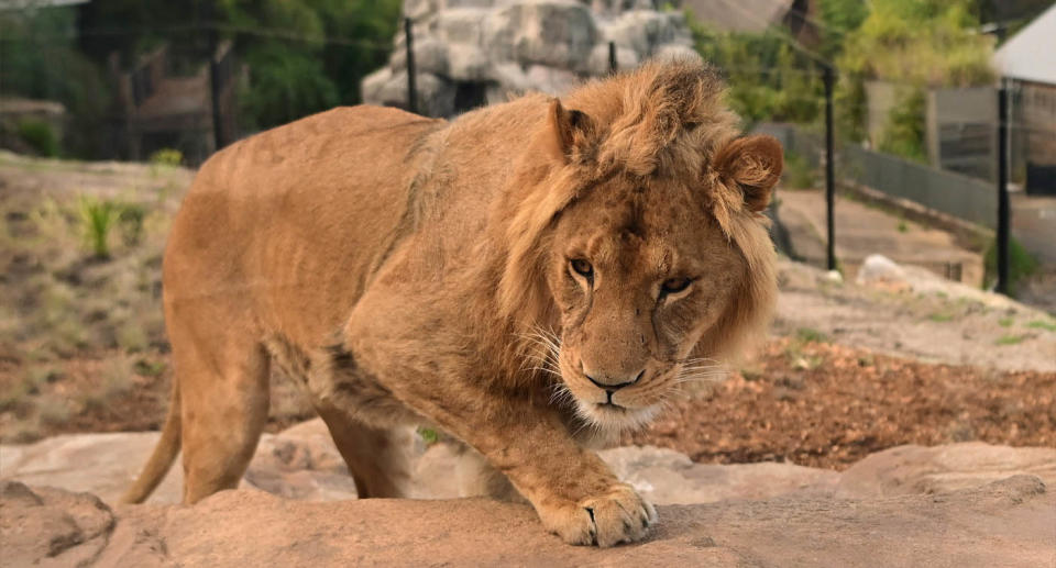 The five lions that escaped are now safely back in their enclosure. Source: AAP