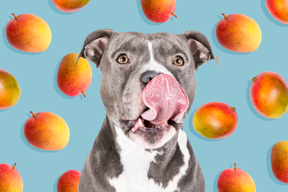 dog in front of background of mangos; can dogs eat mangos?