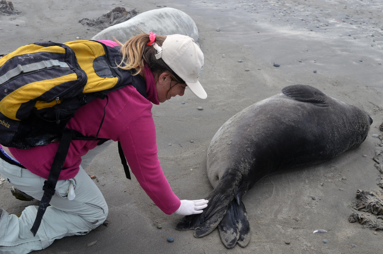 Una fotografía sin fecha cortesía de Laboratorios Leonardi muestra a María Soledad Leonardi, bióloga marina, buscando piojos de la especie Lepidophthirus macrorhini en la aleta de un elefante marino. (Laboratorios Leonardi vía The New York Times)