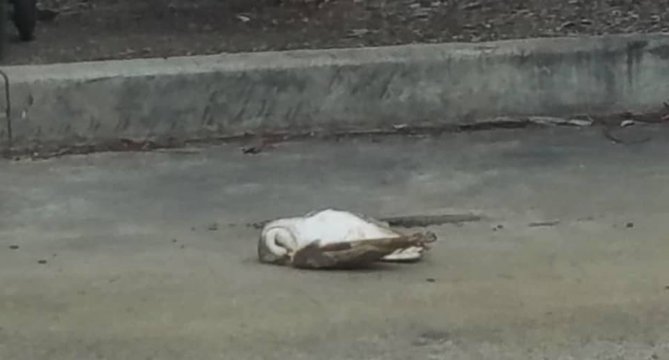 A dead owl lying on a footpath in Victoria.