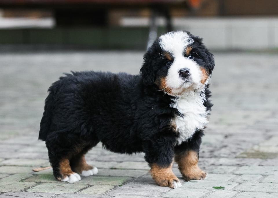 Bernese Mountain Dog