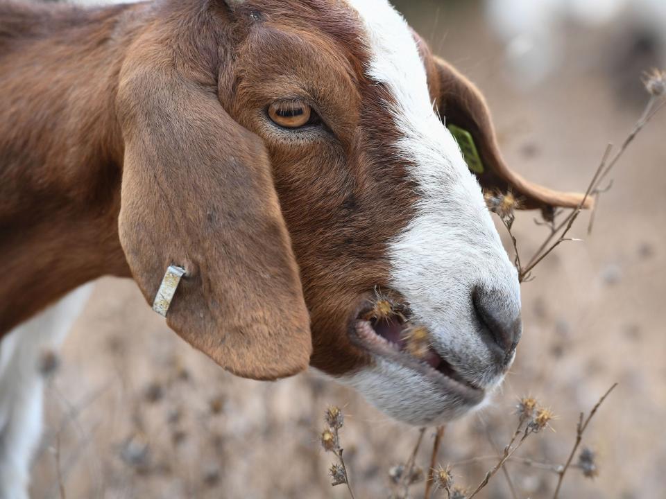 A goat is seen chewing in South Pasadena in 2019.