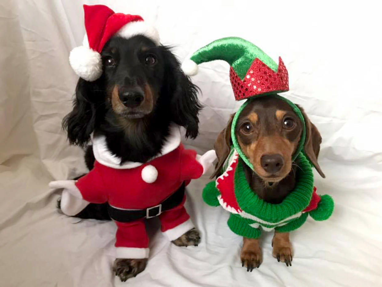 A pair of dachshunds getting into the festive spirit for Photobox’s “paw-some” Christmas gallery! (Photo: Photobox/Caters News)