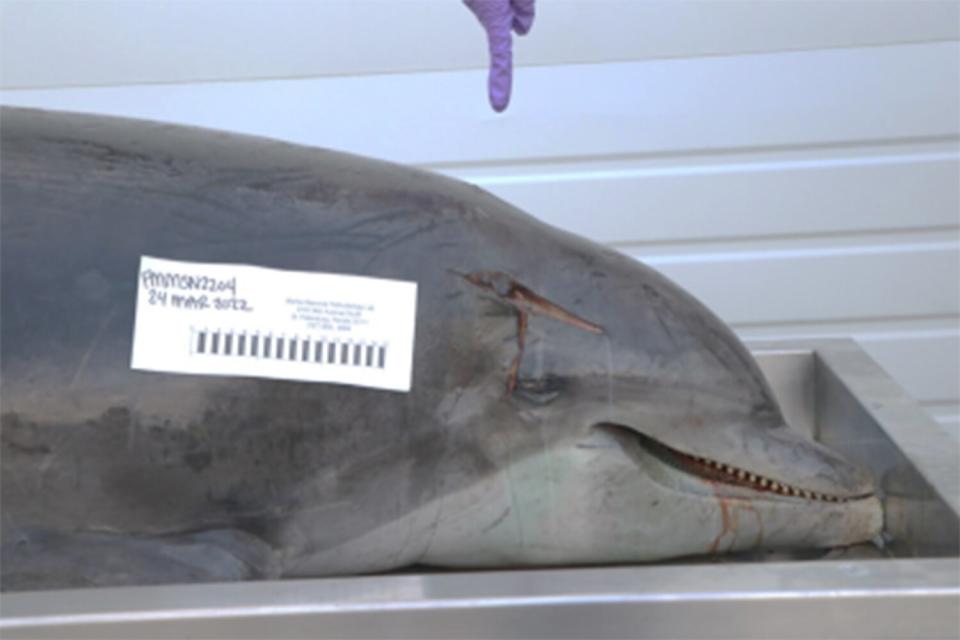 Dolphin Impaled in the Head on Fort Myers Beach