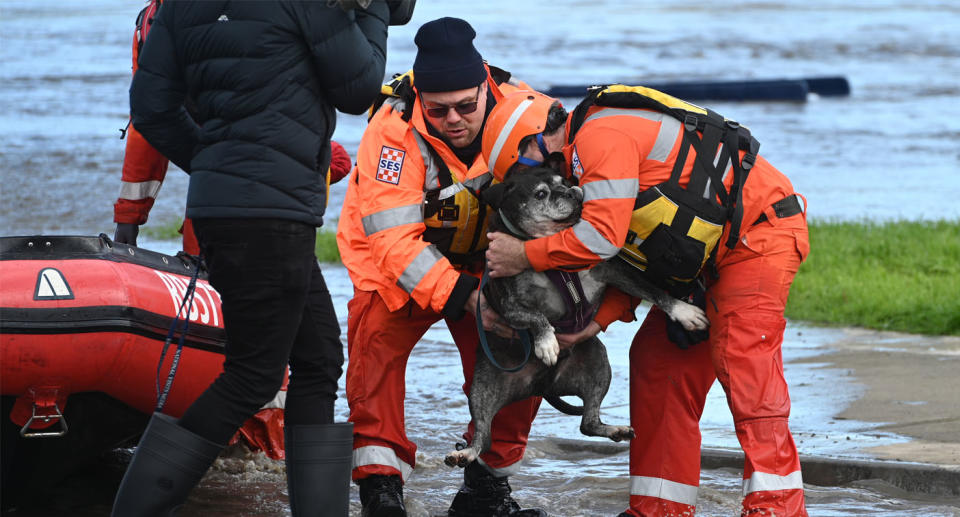 Dog is brought to dry land by SES workers in Maribyrnong, Melbourne, during floods