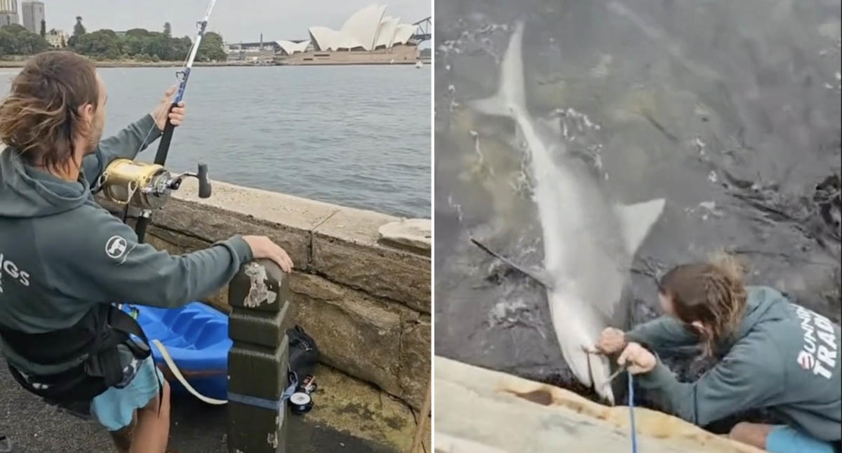 Fisherman reels in massive shark at Aussie tourist hotspot