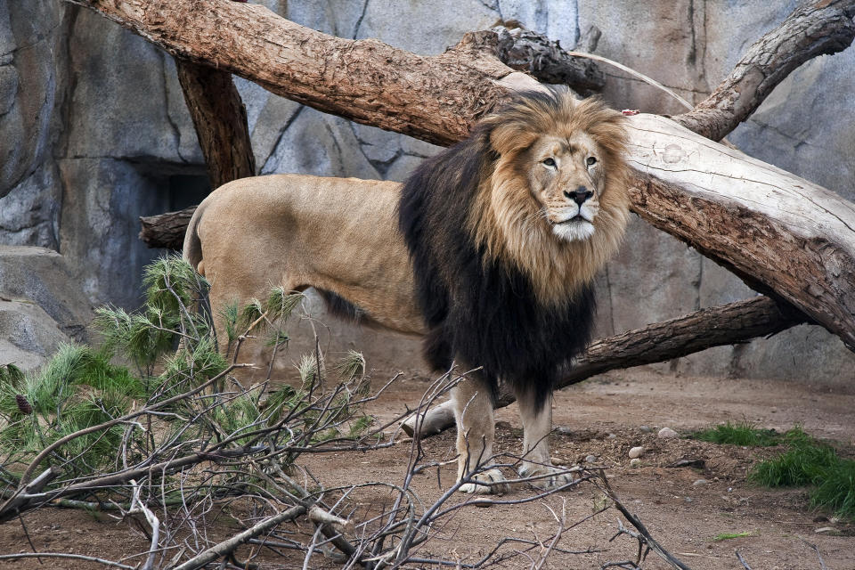 This undated photo provided by the San Diego Zoo shows M'bari, an African male lion, who came to the zoo with his mate in 2009. The zoo announced that M'bari was euthanized Wednesday, May 22, 2019, at age 15, after being in declining health from age-related problems. M'bair is one of two beloved, elderly lions that have died at zoos in California. (IKen Bohn/San Diego Zoo via AP)