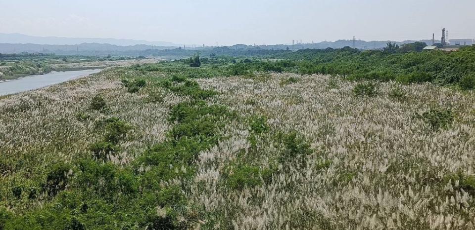 大內區曾文溪畔的甜根子草陸續開花，白色花海更顯浪漫，大區公所將在十月一日舉辦雪花祭，歡迎民眾一起來賞花、聽音樂。 (記者盧萍珊攝)