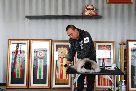 Dog breeder Zhang Xuesong grooms a Pekingese dog, Xiaofei, at his house in Beijing, China, February 9, 2018. Zhang stands in front of awards he won with his Afghan Hounds at dog shows around China. He said, he doesn't take Pekingese to shows as they are held in the summer and they cannot bear the heat. REUTERS/Thomas Peter