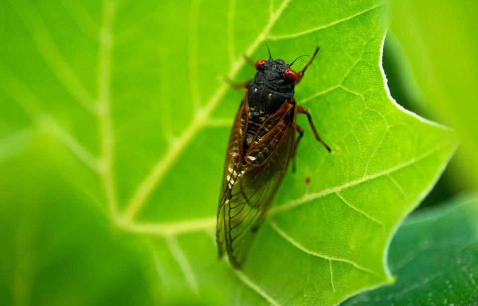 A Brood X cicada settles down for the evening in a small forest in Ferdinand, Ind., May 26, 2021. The cicadas only appear every 17 years to mate. The young burrow back into the ground to wait for another 17 years to pass before emerging to follow in their parents' footsteps.