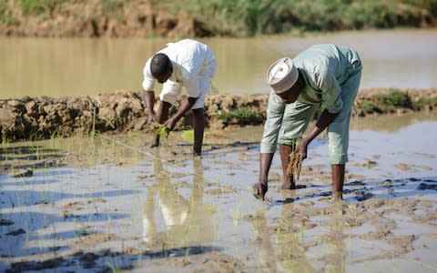 Farmers plant rice in rows using rope to space the seedlings - Credit: Thomas Imo