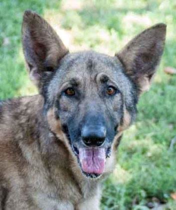 Nanook was used for breeding right up until shortly before she arrived at the Terre Haute Humane Society in July at a mere 57 pounds.   She is 10 years old, and was seized for neglect along with another German Shepard. Now Nanook is at a healthier weight, and ready for a loving home of her own.  Find out more from the <a href="https://www.facebook.com/thhumane/">Terre Haute Humane Society</a>.
