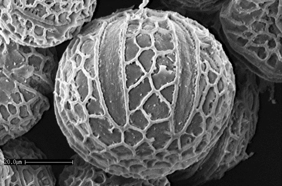 Polen de <em>Orthosiphon stamineus</em> preparado mediante el método de liofilización, imagen SEM. <a href="https://upload.wikimedia.org/wikipedia/commons/thumb/1/18/Orthosiphon_stamineu_polen_SEM.jpg/1280px-Orthosiphon_stamineu_polen_SEM.jpg" rel="nofollow noopener" target="_blank" data-ylk="slk:Wikimedia commons;elm:context_link;itc:0;sec:content-canvas" class="link ">Wikimedia commons</a>