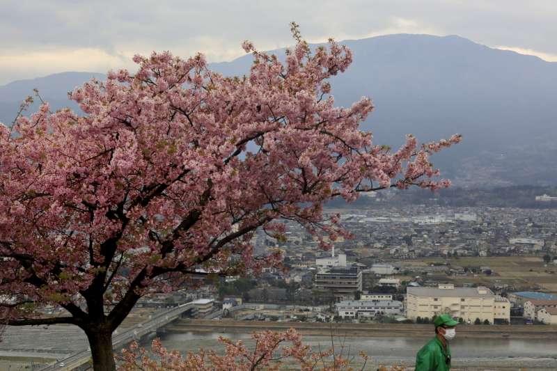 2020年3月，武漢肺炎（新冠肺炎）疫情重創日本觀光旅遊業，東京的櫻花自開自落（AP）