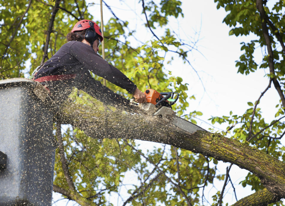 <body> <p>Don’t commit a chainsaw massacre. Unless we’re talking about a sapling, taking down a <a rel="nofollow noopener" href=" http://www.bobvila.com/slideshow/10-of-the-best-trees-for-any-backyard-49100?bv=yahoo" target="_blank" data-ylk="slk:tree;elm:context_link;itc:0;sec:content-canvas" class="link ">tree</a> is dangerous work that requires special equipment and lots of experience. It's always better to pay a landscaper than to pay a hospital bill. </p> <p><strong>Related: <a rel="nofollow noopener" href=" http://www.bobvila.com/slideshow/13-home-improvements-that-are-illegal-to-diy-49321?bv=yahoo" target="_blank" data-ylk="slk:13 Home Improvements That Are Illegal to DIY;elm:context_link;itc:0;sec:content-canvas" class="link ">13 Home Improvements That Are Illegal to DIY</a> </strong> </p> </body>