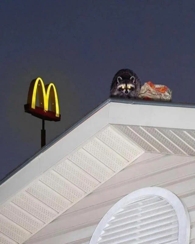 A raccoon on a roof next to a bag of mcdonald's with eyes glowing in the dark