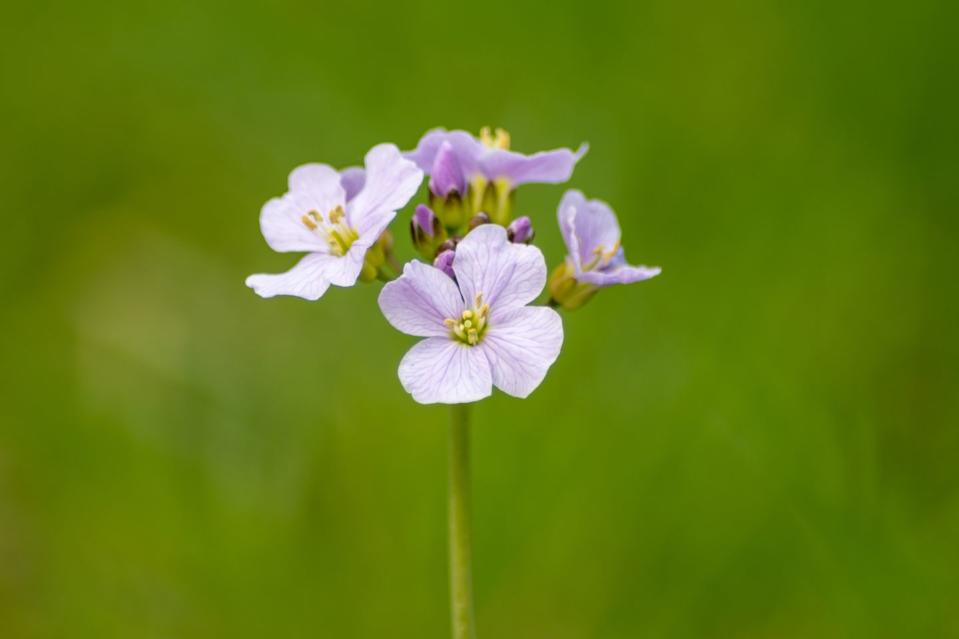 Cuckoo Flowers