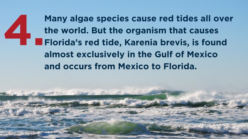Here are 9 things you need to know about red tide, according to the Florida Fish and Wildlife Conservation Commission.