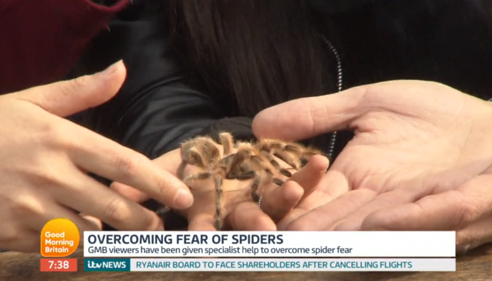 Phobia: Amber Davies overcame her fear and held a tarantula on Good Morning Britain (ITV)