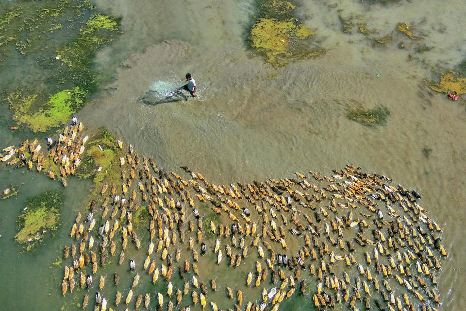 That’s quackers! Mesmerizing aerial footage of hundreds of ducks following the leader