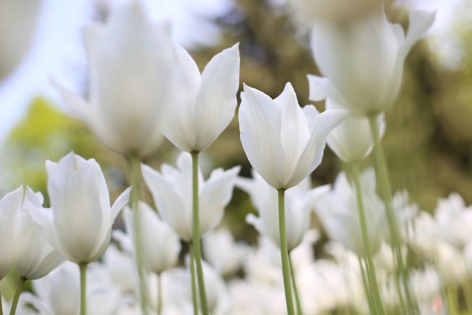 best white flowers tulip