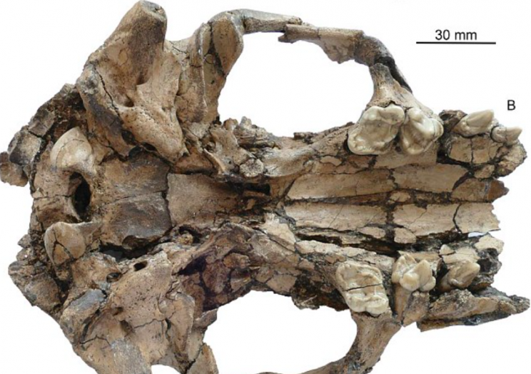 Remains: The fossil of the giant otter in Yunnan Province, Southwestern China (Natural History Museum of Los Angeles County)