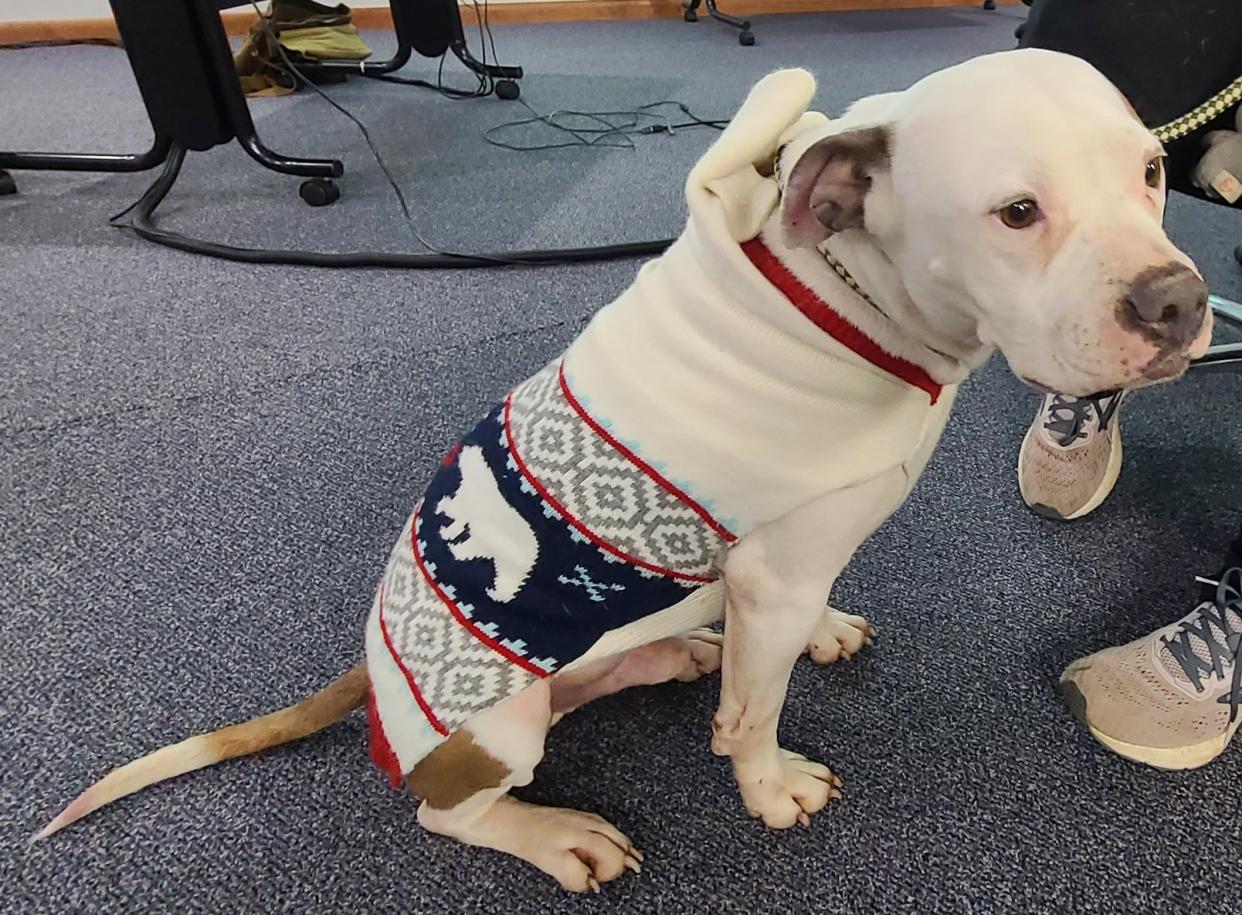 Brutus was one of the attendees at the yearly Humane Society Meeting. He is a shelter dog who was rescued after getting hit by a car.