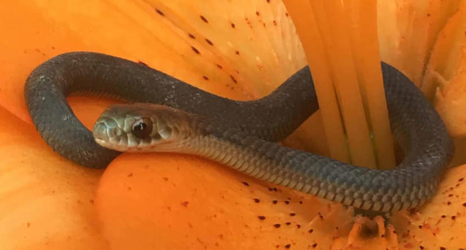 The snake catcher said the snake was just a baby. Source: Facebook/ Snake Catcher Victoria Australia