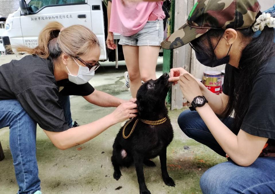 美容師仔細為毛寶貝梳毛整理做造型   圖：新北市動保處提供