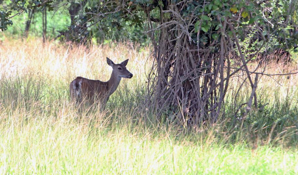 Game wardens near Lake Bob Sandlin recently issued citations to residents of a gated community  for taking of white-tailed deer during closed season, no hunting license, use of illegal archery equipment.