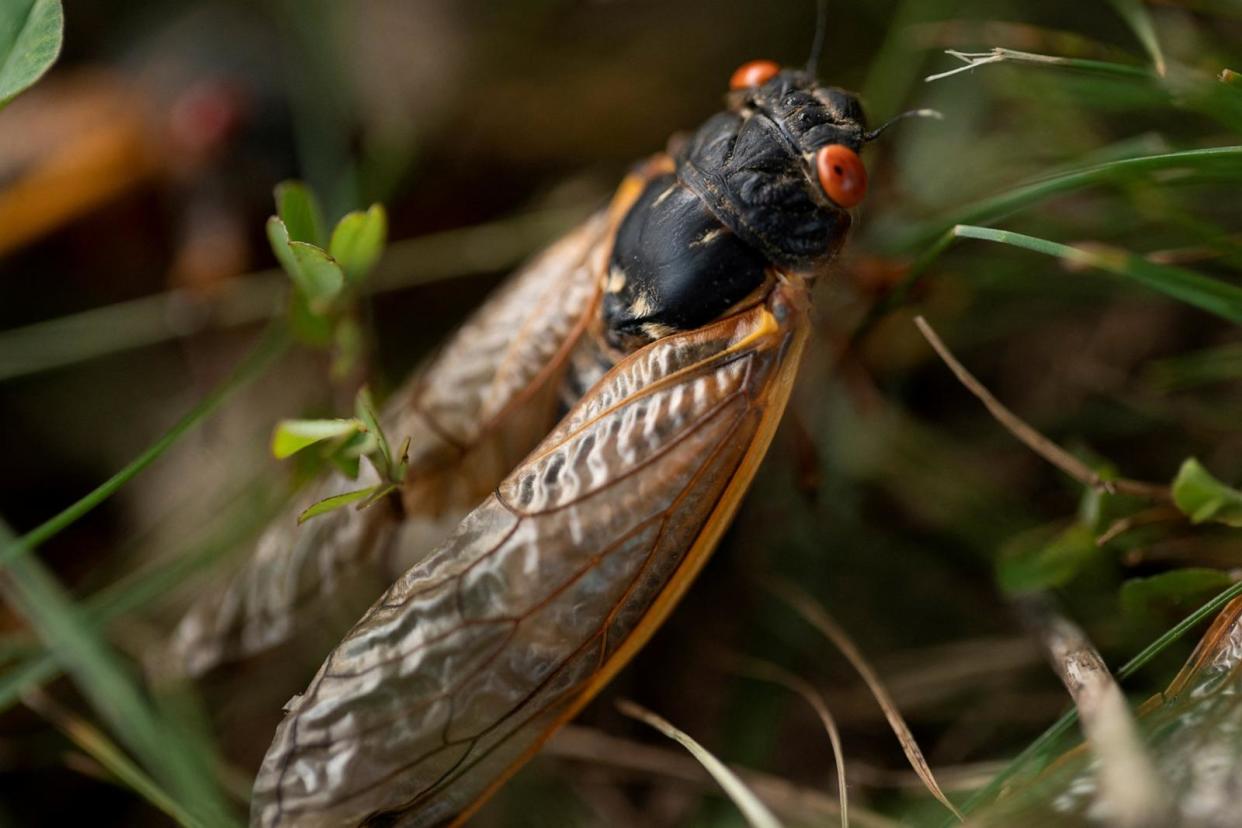 PHOTO: A cicada walks through the grass, May 21, 2021, in Bloomington, Ind. (Cheney Orr/Reuters, FILE)